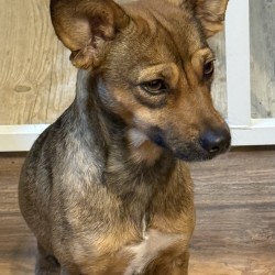 Hundeschule Vogt - Abby