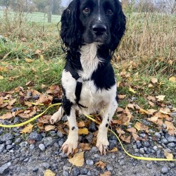 Hundeschule Vogt - Adone