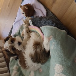 Hundeschule Vogt - Alfi