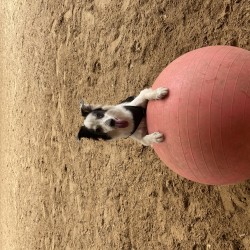 Hundeschule Vogt - Allie