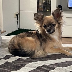 Hundeschule Vogt - Amy