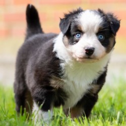 Hundeschule Vogt - Amy