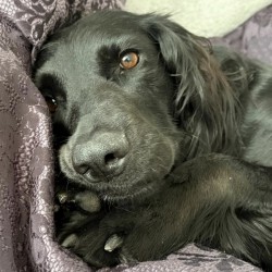 Hundeschule Vogt - Amy