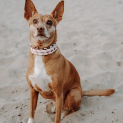 Hundeschule Vogt - Anni