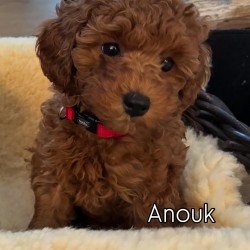 Hundeschule Vogt - Anouk