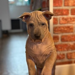 Hundeschule Vogt - Aro