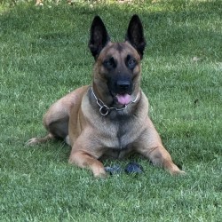 Hundeschule Vogt - Asmo