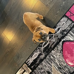 Hundeschule Vogt - Ayla