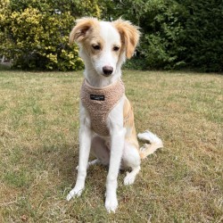 Hundeschule Vogt - Bailey