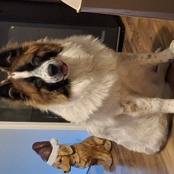 Hundeschule Vogt - Balu
