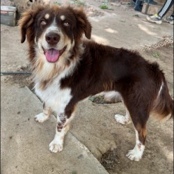 Hundeschule Vogt - Balu