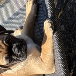 Hundeschule Vogt - Barnaby