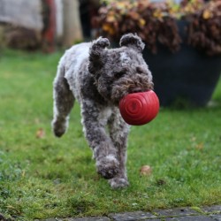 Hundeschule Vogt - Bea
