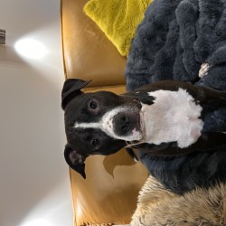 Hundeschule Vogt - Bene