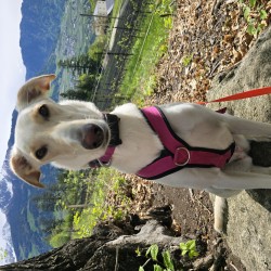 Hundeschule Vogt - Blanca