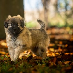 Hundeschule Vogt - Blossom