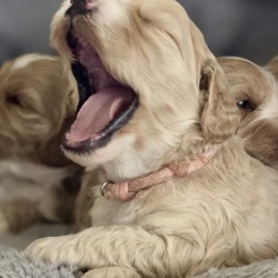 Hundeschule Vogt - Bobby