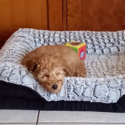 Hundeschule Vogt - Bowie