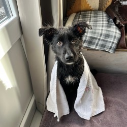 Hundeschule Vogt - Bowie