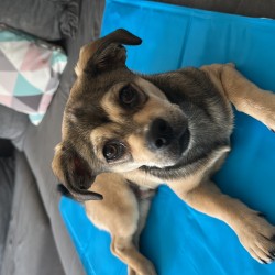Hundeschule Vogt - Brownie