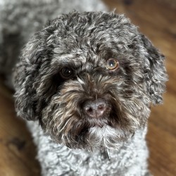 Hundeschule Vogt - Bruno