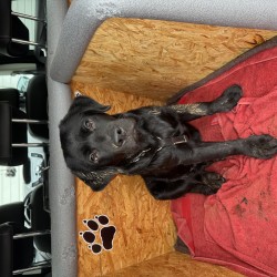 Hundeschule Vogt - Bruno