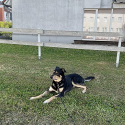 Hundeschule Vogt - Bruno