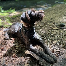 Hundeschule Vogt - Carla