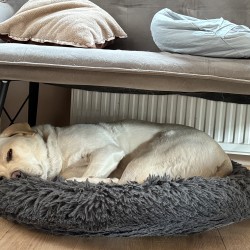 Hundeschule Vogt - Carlo
