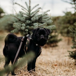 Hundeschule Vogt - Carlos