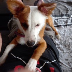 Hundeschule Vogt - Cassy