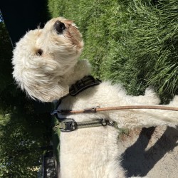 Hundeschule Vogt - Chandler