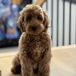 Hundeschule Vogt - Charlie