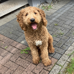 Hundeschule Vogt - Charlie