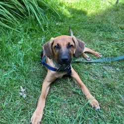 Hundeschule Vogt - Charlie