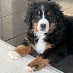 Hundeschule Vogt - Charly