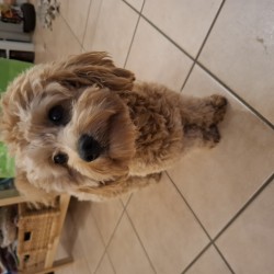 Hundeschule Vogt - Chester