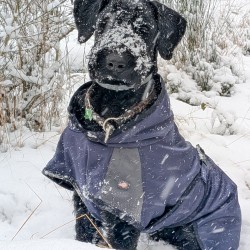 Hundeschule Vogt - Chevy