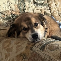 Hundeschule Vogt - Chewbacca