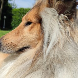 Hundeschule Vogt - Chico