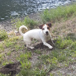 Hundeschule Vogt - Cindy