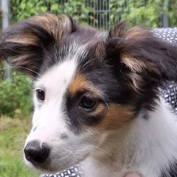 Hundeschule Vogt - Cleo