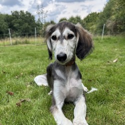 Hundeschule Vogt - Cleopatra