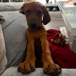 Hundeschule Vogt - Coffee