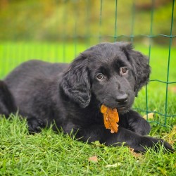 Hundeschule Vogt - Connor