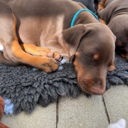 Hundeschule Vogt - Cooper