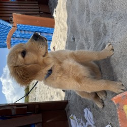 Hundeschule Vogt - Cooper
