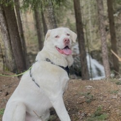 Hundeschule Vogt - Cooper