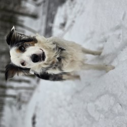 Hundeschule Vogt - Cuini