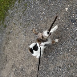 Hundeschule Vogt - Daisy